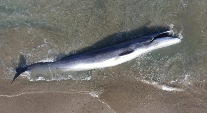 Szívszorító dráma, már alig van esély a fiatal Timmy megmentésére – videó