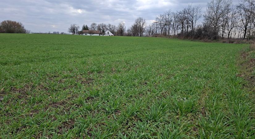 Búzakörkép: van, ami az inputáraknál is aggasztóbb