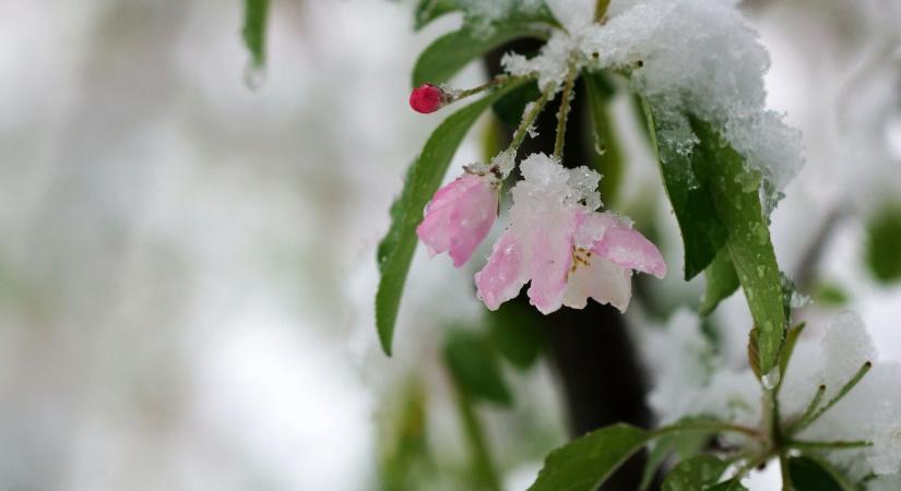 Eső után jön a fagy: újabb kihívás előtt a mezőgazdaság