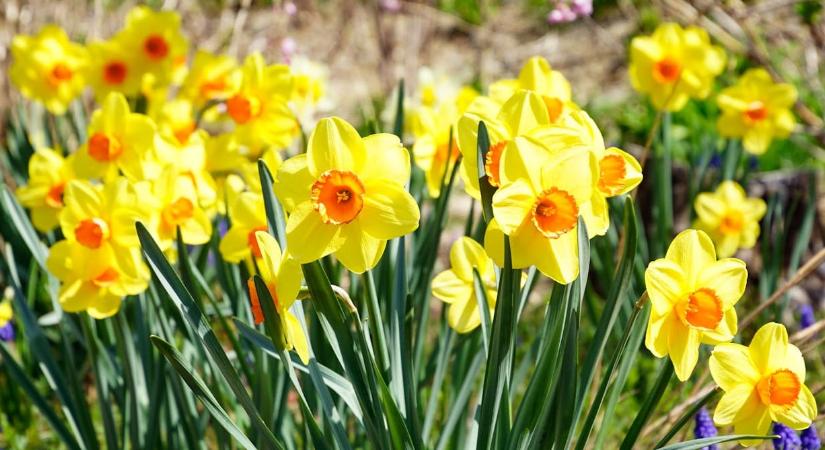 A vágott nárcisz így nem fog elhervadni a vázában