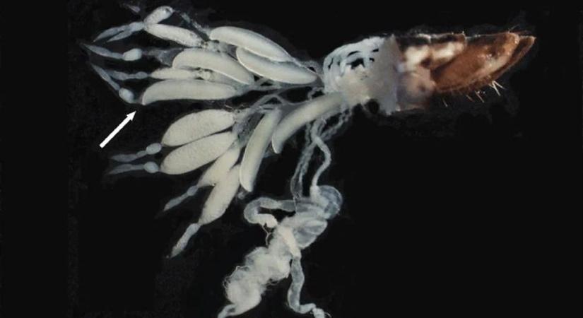 4 szabolcsi településen jelentek meg a fertőző, pusztító lények!