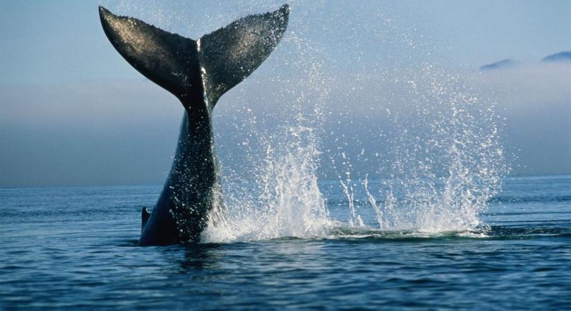 Szakértők szerint menthetetlen a Balti-tenger partjainál rekedt bálna