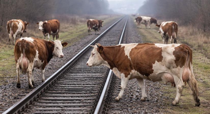 Vonattal ütköztek a kóborló marhák: Elítélték a gondatlan zalai gazdát