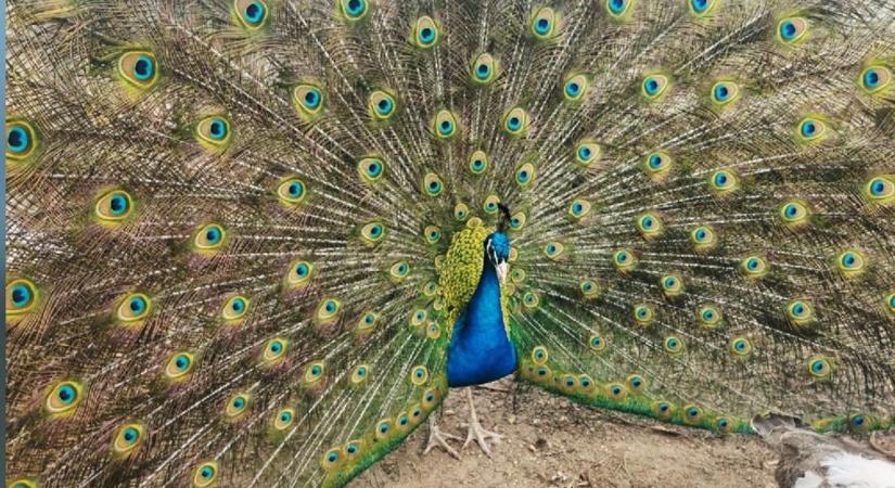 Tavaszi kalandokkal vár a Madárpark hétvégén