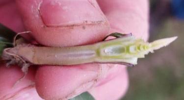 Fenológia Figyelő – 2026.03.31. Drávapalkonya