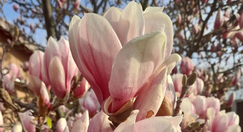 Tavaszi virágözön borította be Bács-Kiskunt: ezek a legszebb olvasói fotók