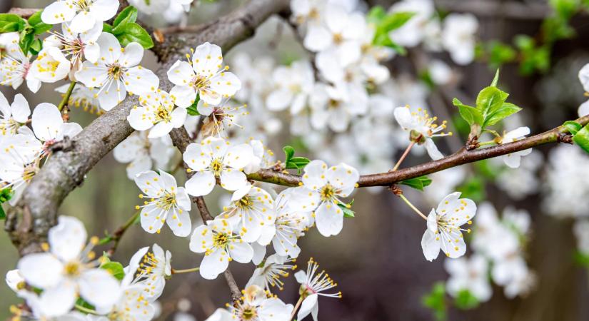 Fordul az időjárás a hosszú hétvégére – ez lesz a legjobb nap a szabadtéri programokra