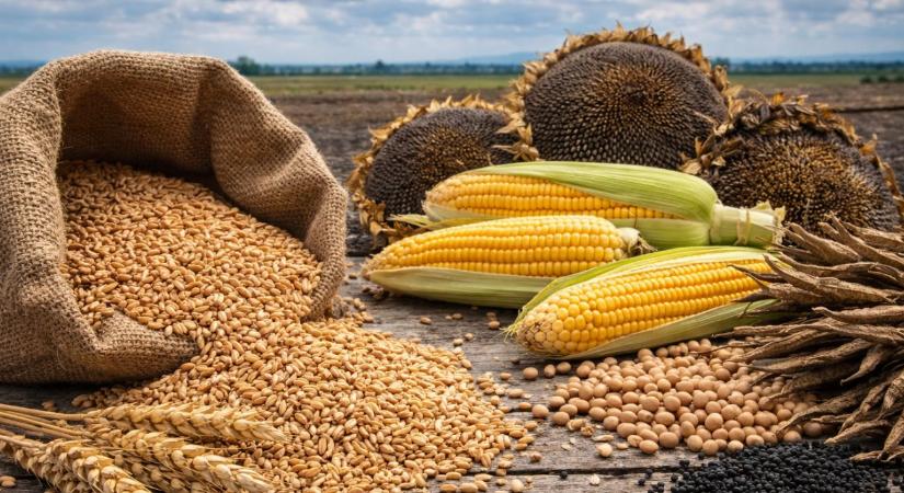 Esnek a gabonaárak, gyengülnek az olajnövények – présben a termelők