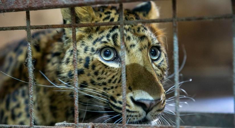 Bemutatjuk Poldit, a Kecskeméti Vadaskert új lakóját  fotók
