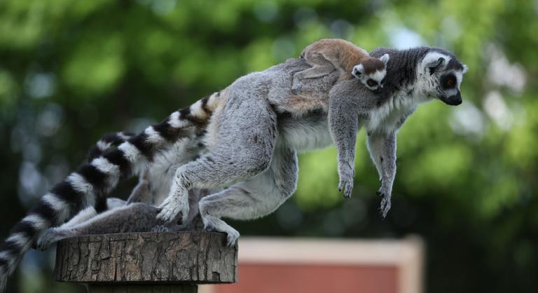 Ritka ikerpárt lehet megnézni a hosszú hétvégén a nagykőrösi szafariparkban
