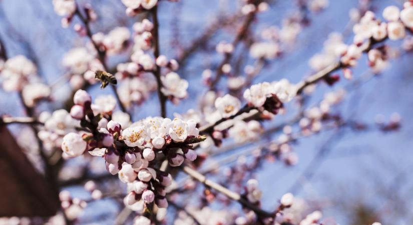 Fagy veszélyezteti a gyümölcsfákat