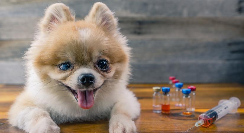 Az Állatorvostudományi Egyetem több ezer digitális eszköz beszerzésével korszerűsítette oktatási infrastruktúráját