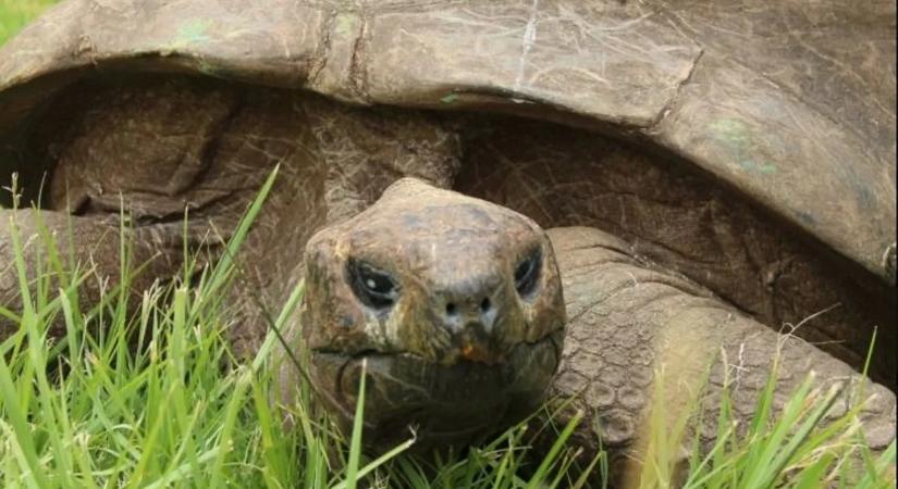 Álhír volt, hogy elpusztult a világ legidősebb szárazföldi állata – visszaéltek Jonathannal