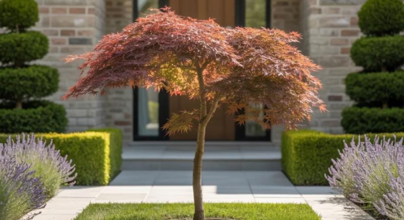 Szinte mindenki rossz növényeket ültet – pedig ez az 5 növeli az ingatlan értékét