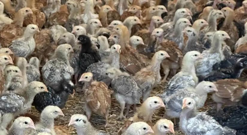 Előnevelt csibét tessék! – A kettős hasznosítású a nyerő