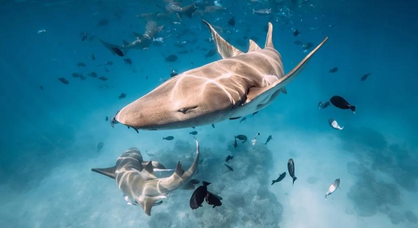 Kokaincápák árasztották el a partokat