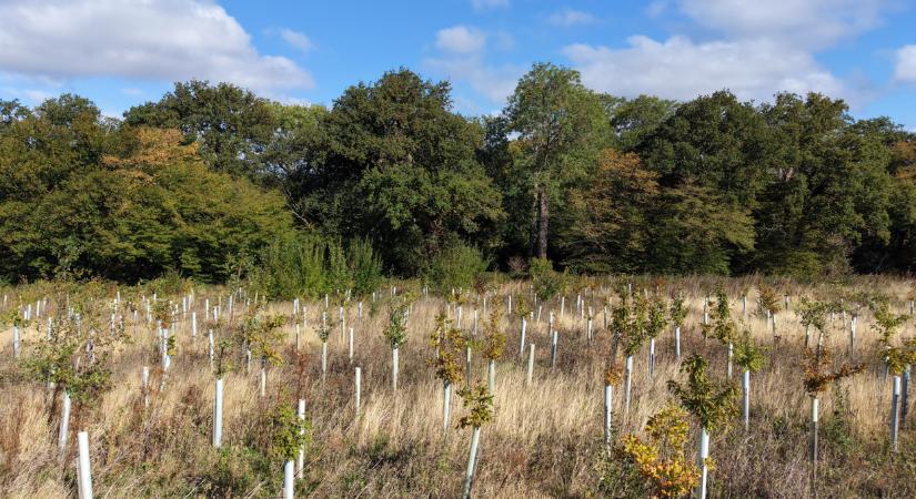 Filléres dologgal mentenék a növényeket: ez a vegyszereket is kenterbe veri
