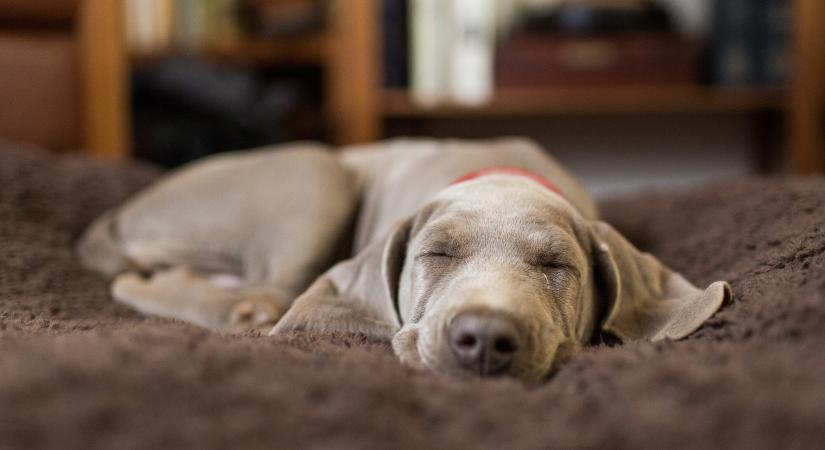 Mit jelent, ha a kutyád kaparja a kanapét vagy az ágyat? 5 ok, amire nem gondolnál