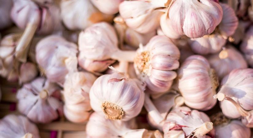 Fokhagyma ültetése tavasszal: ezt rontják el a legtöbben