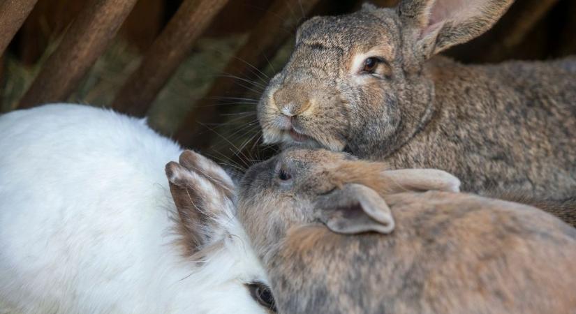 Nyuszivásárlás helyett élmény: így várja a családokat húsvétkor a Kecskeméti Vadaskert – fotó