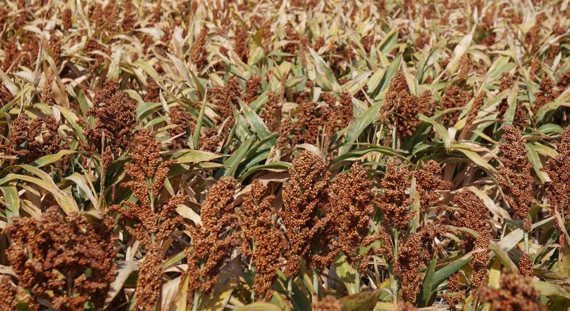 A cirok újra teret nyerhet a mezőgazdaságban