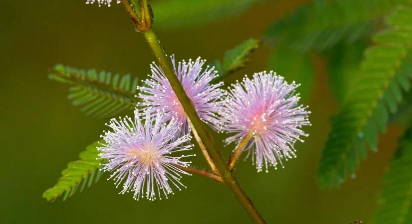 A növények okosabbak, mint eddig hittük