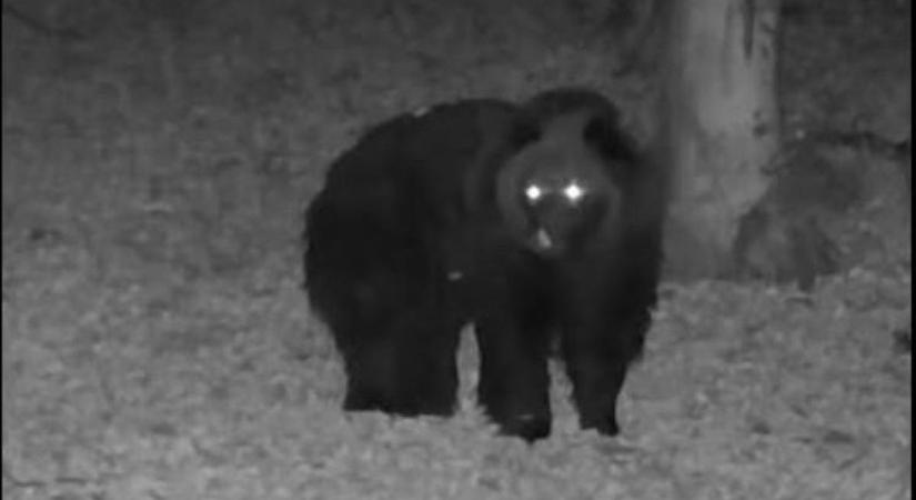 Visszatért a gigantikus medve Szabolcs vármegyébe! Le is fotózták!