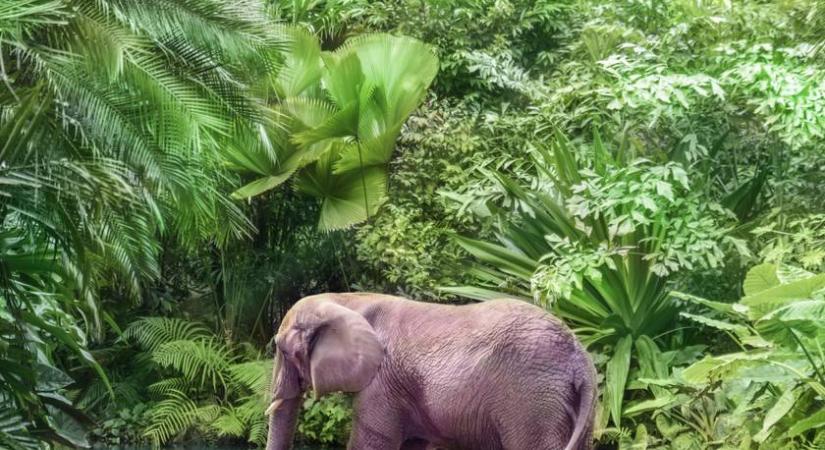 Rózsaszínre festett egy elefántot a fotós, most meghalt az állat: brutális állatkínzással vádolják a nőt