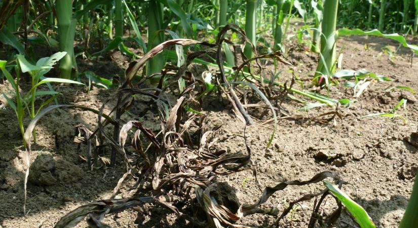Rugalmas gyomirtás kukoricában: időzítés felsőfokon