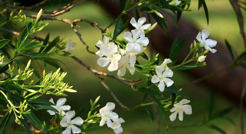 Leander metszése tavasszal: mikor és hogyan érdemes nekifogni?