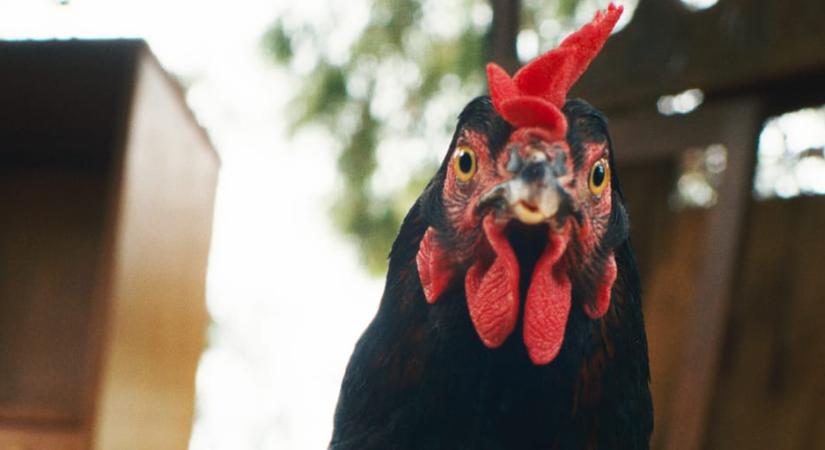 Milyen film az, ami egy veszélyes tyúkról szól, ami anya akar lenni?