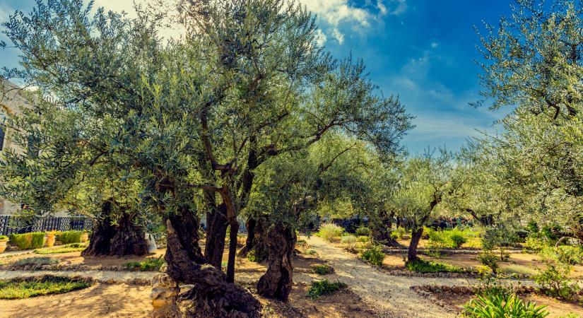 Történelmi kertek: egy majorság, amit Jézus látogatása tett szent hellyé