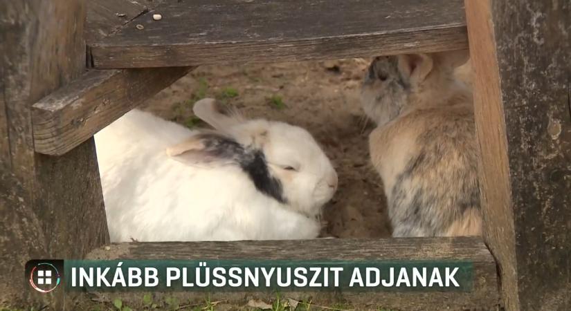Igazi helyett plüssnyuszit javasolnak az állatvédők húsvéti ajándékként