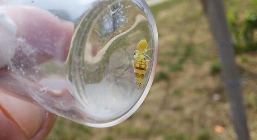 Metszésen múlik a szőlőkabóca terjedése?