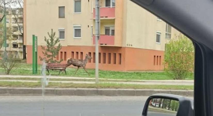 A belvárosban korzózott egy őz, sokan aggódtak érte