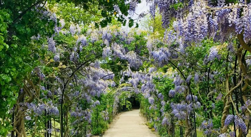 „A legszörnyűbb dolog volt, amit valaha láttam” – Meztelenre tépték a vérszomjas ebek az udvarán kertészkedő nőt