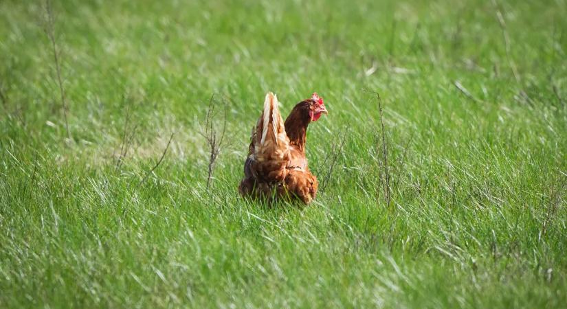 Megéri az árát a szabadon tartott csirke?