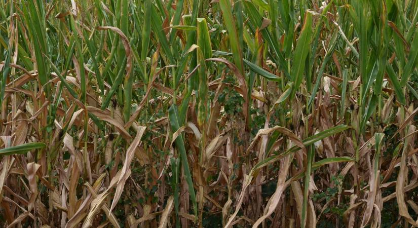 Magyarország kezdeményezésére újabb uniós forrás segíti a tavalyi aszály által sújtott gazdálkodókat