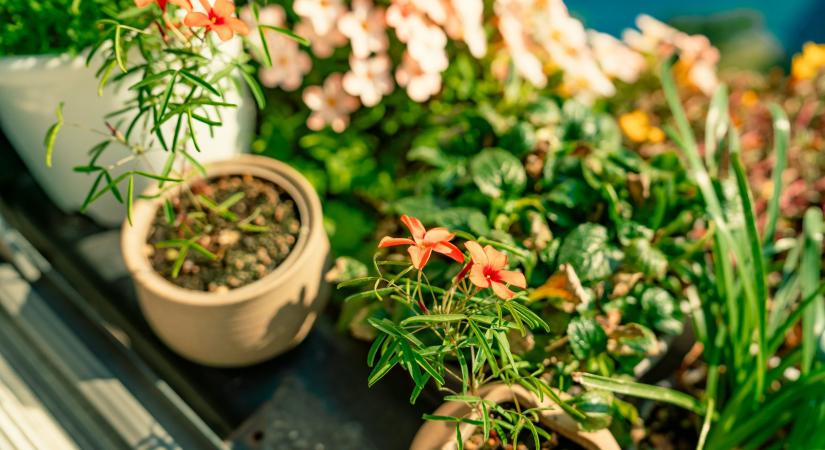 5 dolog, ami miatt nem kel ki a vetésed – pedig mindenki ezt csinálja