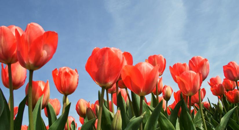 Időjárás 2026. április 3.: Tovább melegszik, de a felhők és a szél még kitart Nagypénteken