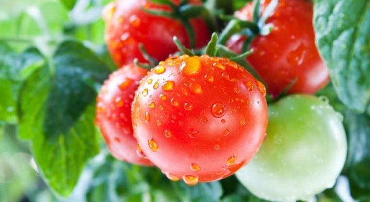 A rovarölő szer rezisztencia elkerüléséhez stratégiai gondolkodás szükséges