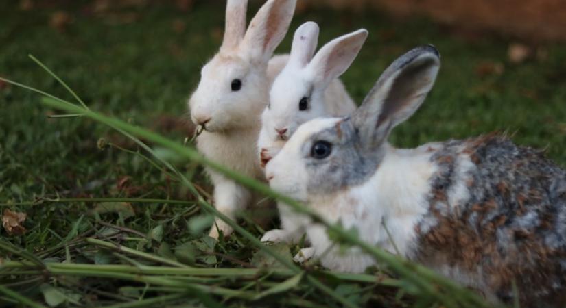 Mit eszik a nyúl? Nem csak répán él, sőt!