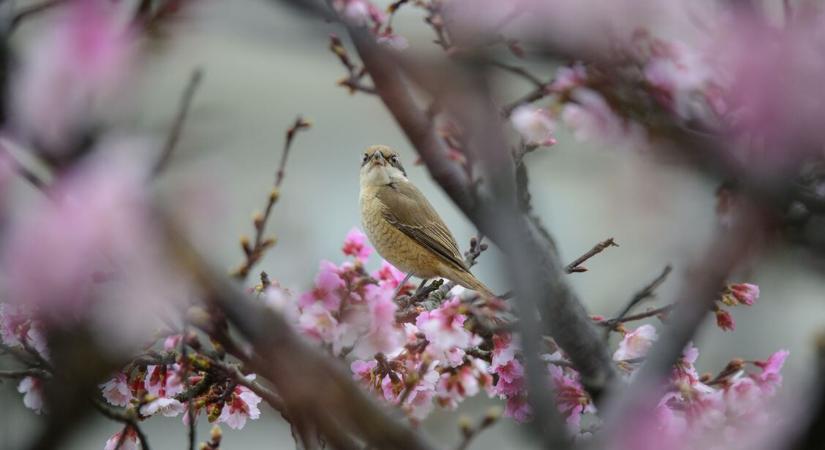 Orvosmeteorológia: hirtelen jön vissza a tavaszi meleg – Megterhelő lehet a hőingás