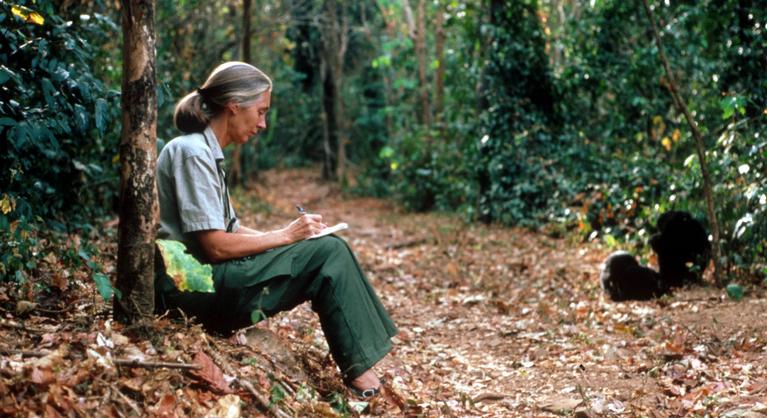 Emberként kezelte a csimpánzokat, és jaj, amit a tudományos köröktől kapott ezért