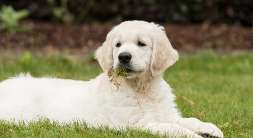 Mit jelent, ha a kutyád füvet eszik? 5 lehetséges magyarázat, amiről tudnod kell