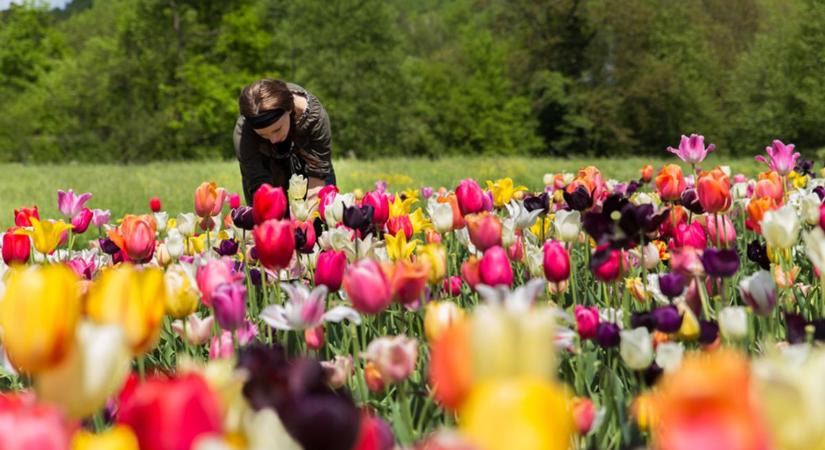 Szedd magad tulipán szezon Fejérben, most a legszebb
