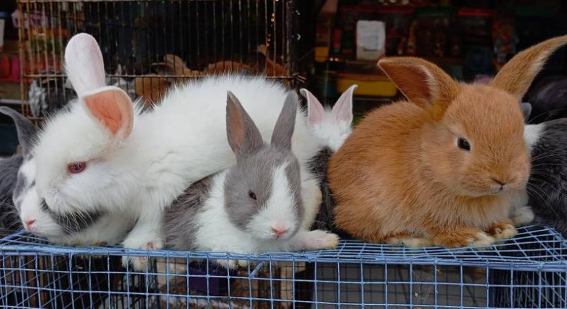 Ha kidobják, bírság jár érte, ha megeszik, nem? Az egyik legdurvább kérdés az ünnepek kapcsán