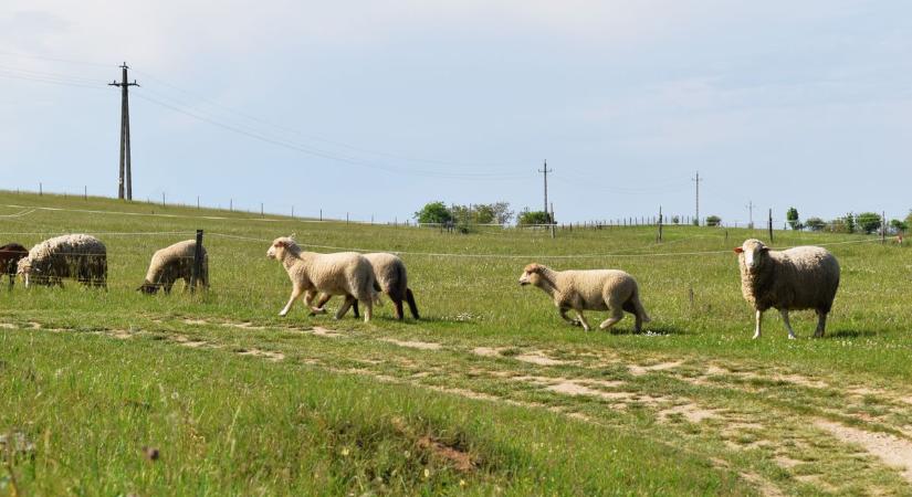 A bárányok hallgatnak? – kiderült, mennyire keresik a vásárlók a bárányhúst húsvétkor
