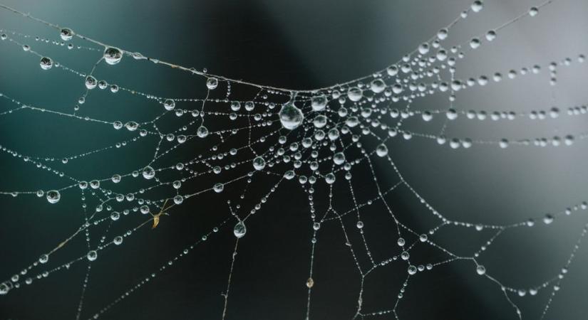 Ezt jelentheti, ha pókhálóba sétálsz bele