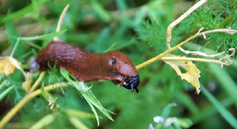 Ezt tedd a meztelencsigák ellen, és eltűnhetnek a kertből